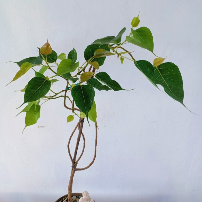 Bibit Pohon Bodhi Tree (Ficus religiosa)