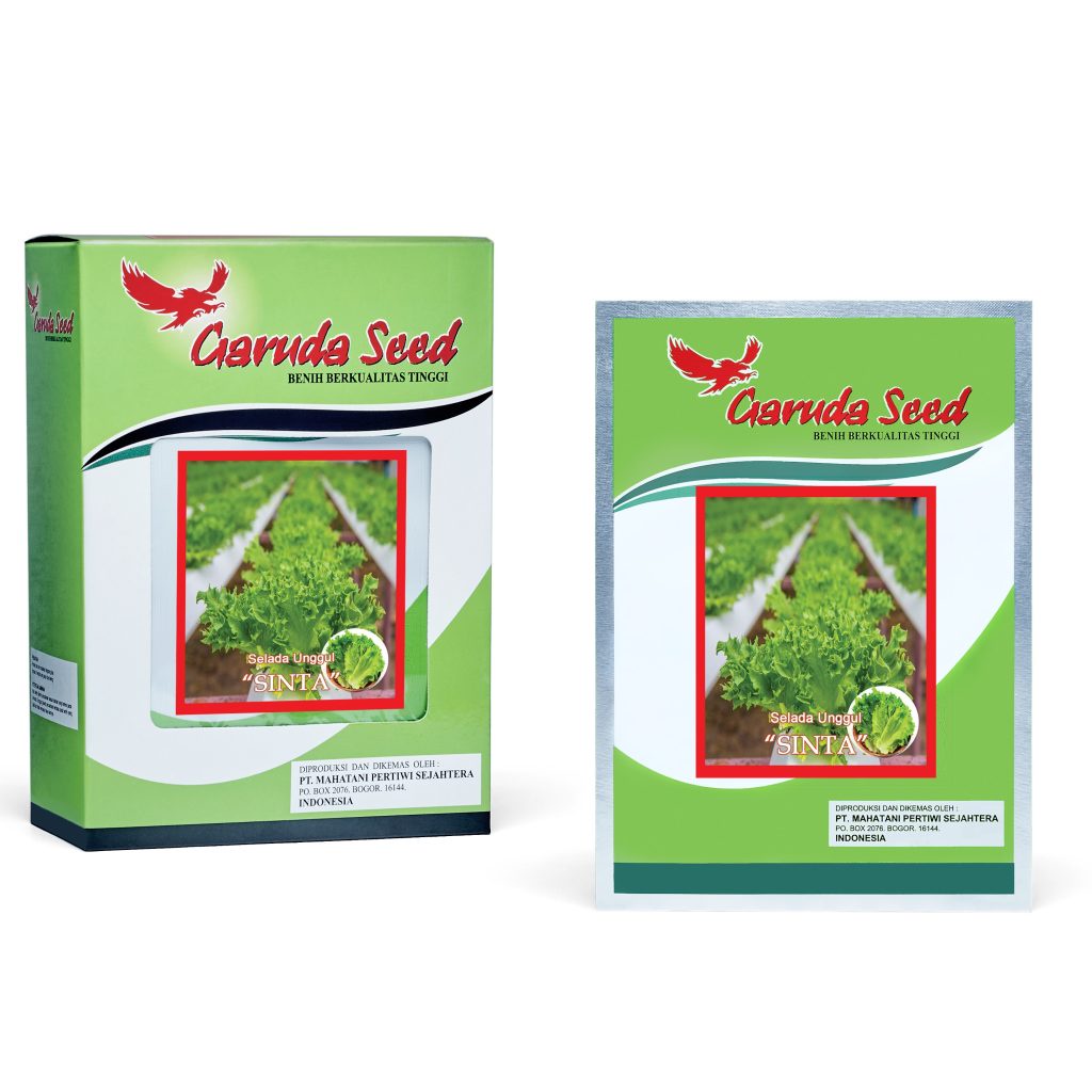 (1 PACK) Benih Selada Keriting Hijau SINTA Unggul Seeds - Garuda Seed - 10 GRAM