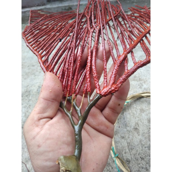 ULI GADANG NUSA IJO KULIT MERAH