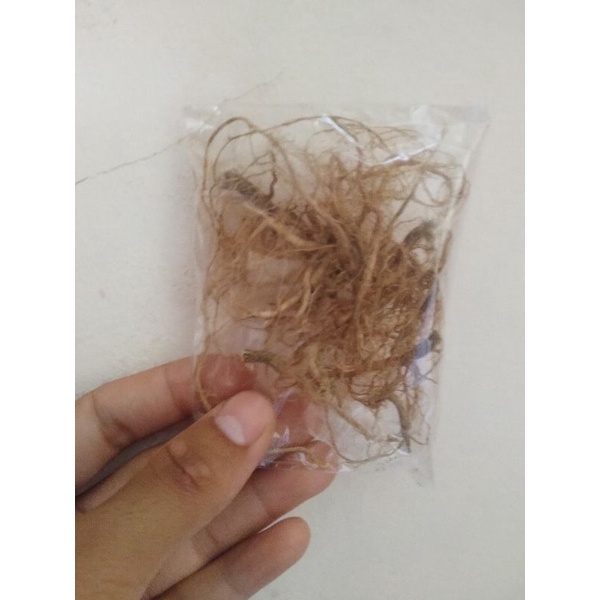 akar tanaman Kucing-kucingan/Kucing Galak/Cakar Kucing/Bayam Liar/Anting-anting.