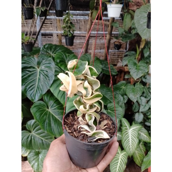 Hoya compacta regalis