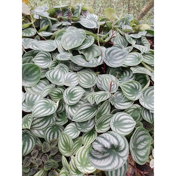 peperomia watermelon/watermelon