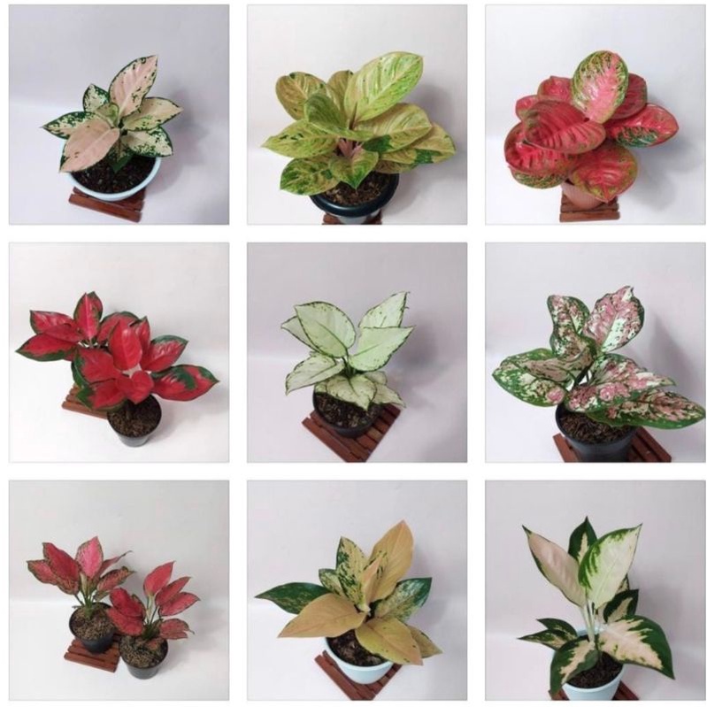 paket 9 Bibit Aglonema-tanaman hias aglonema