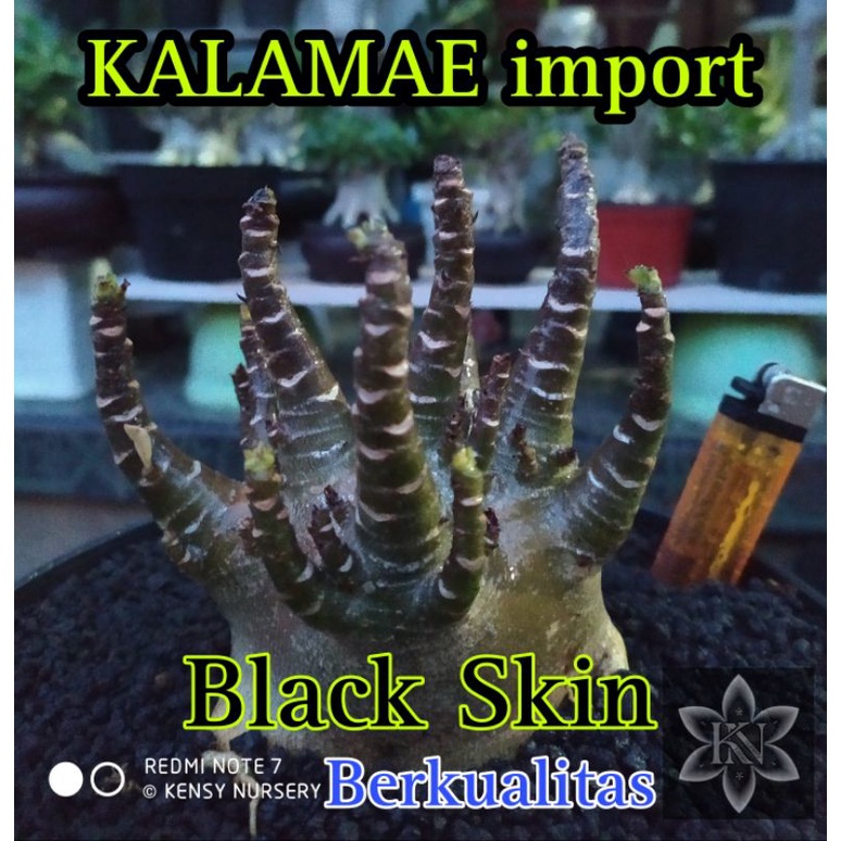 KALAMAE | ARABICUM IMPORT | BLACK SKIN | ADENIUM IMPORT | BONSAI