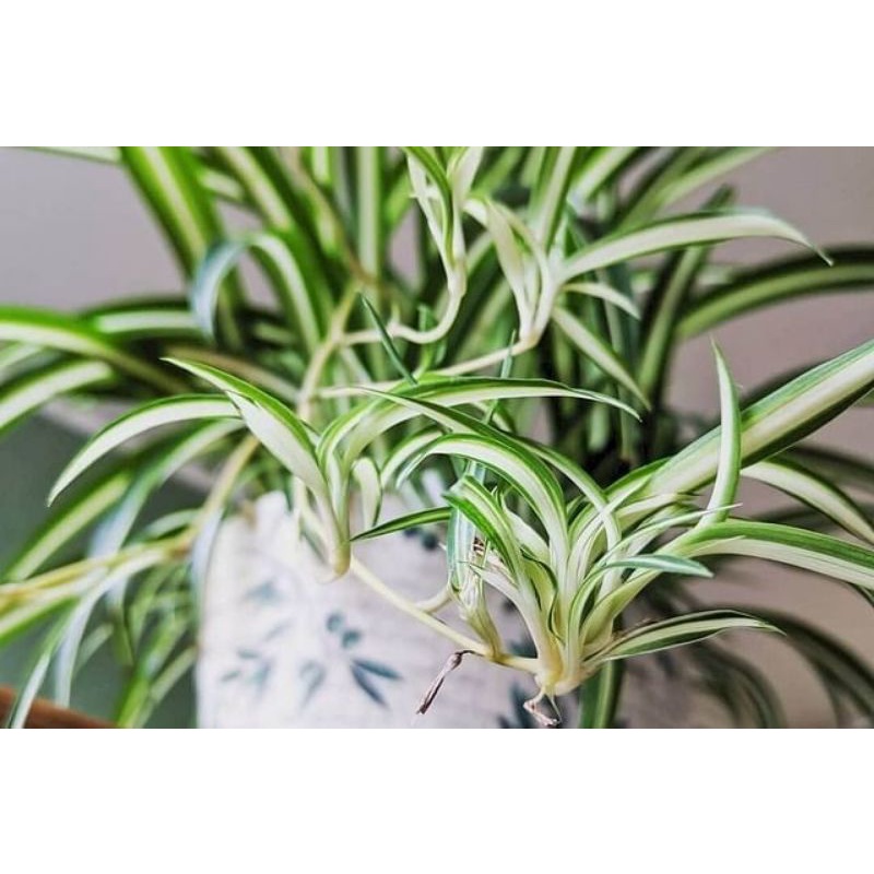 Tanaman gantung Spider plant/tanaman es lilin