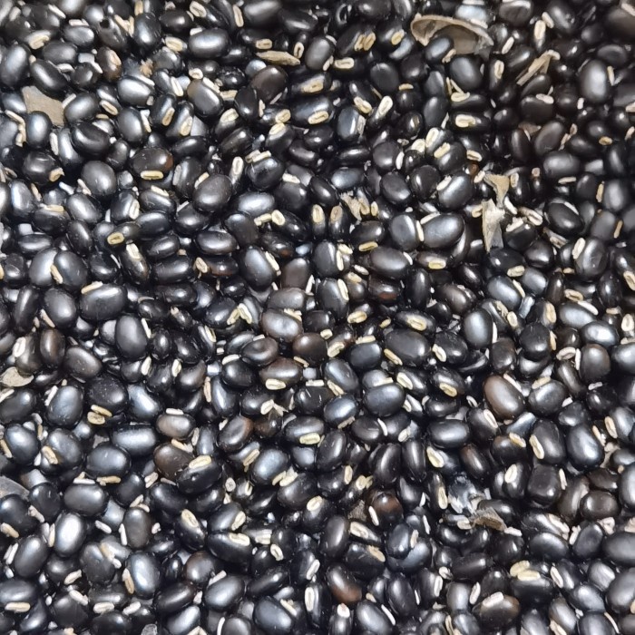 Kacang Mucuna bracteata / kacang MB / benih MB