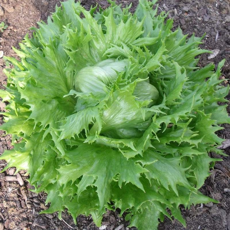 Benih Bibit Biji - Selada Lettuce Frisee De Beauregard Seeds - IMPORT