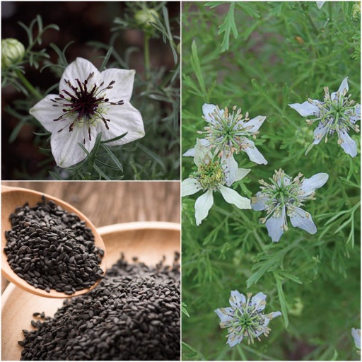 Benih / Bibit / Biji - Jintan / Jinten Hitam (Black Cumin)