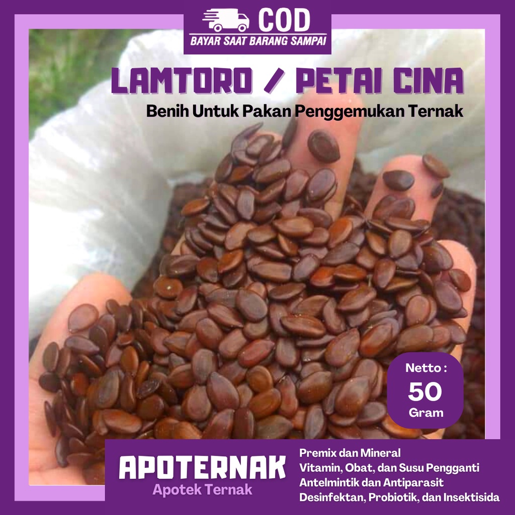 

BENIH LAMTORO SUPER TARAMBA 50gr PETAI CINA | Bibit Pakan Penggemukan Ternak