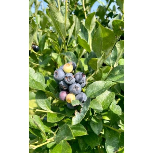 Bibit Blueberry siap tanam