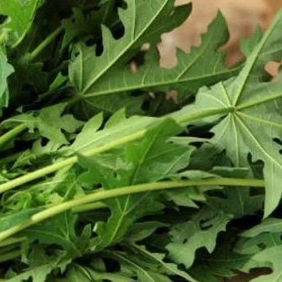 

DAUN PEPAYA 1 KG BUKAN PEPAYA JEPANG EKSKLUSIF