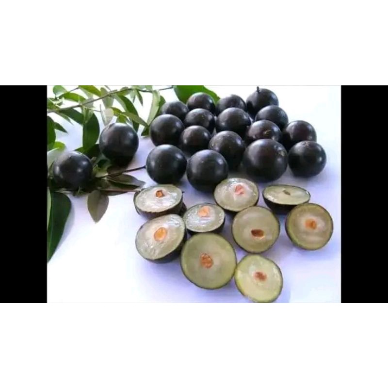 tanaman angur brazil kualitas bunga bibit anggur brazil bisa buat bahan bonsai 45-55cm