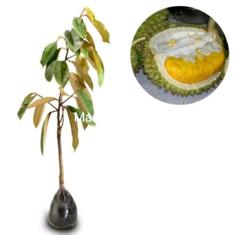 Bibit Durian Montong Cepat Berbuah