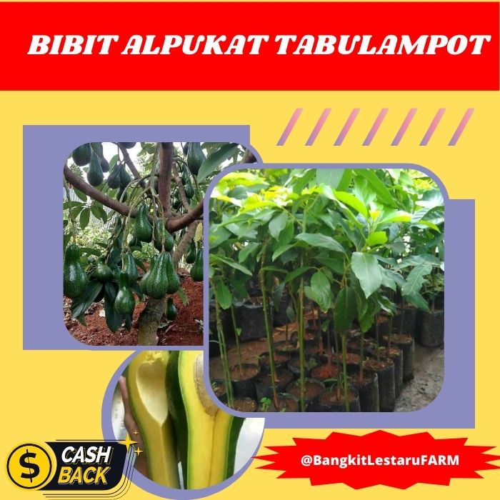Bibit Alpukat Tabulampot, Bibit Alpukat TERLARIS