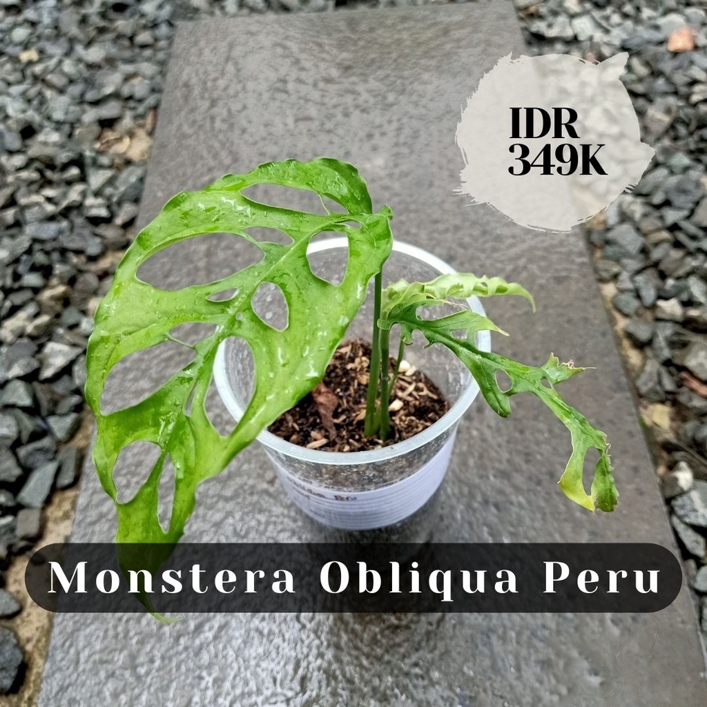 Monstera Obliqua Peru