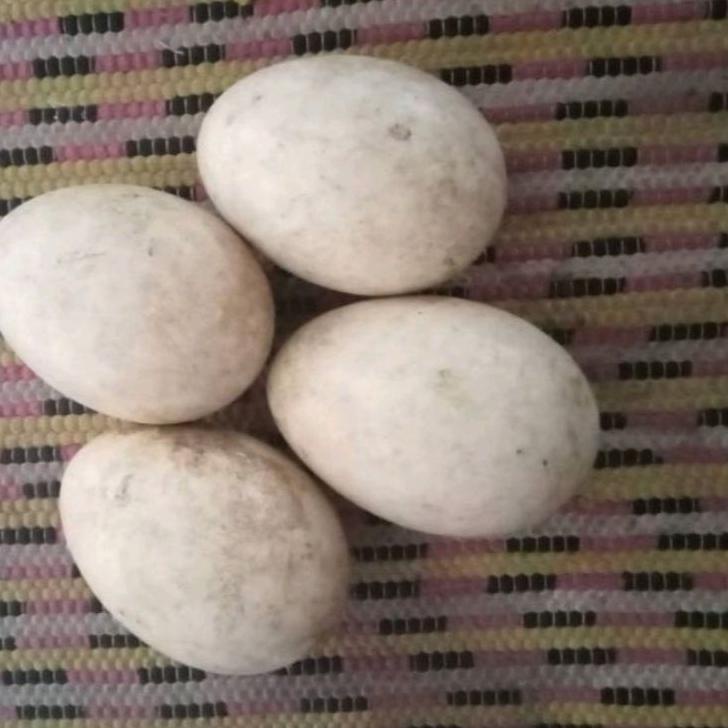 

✭ Telur Soang Tembuhuk (Calang)/Telur Angsa Busuk 1 Butir ✧