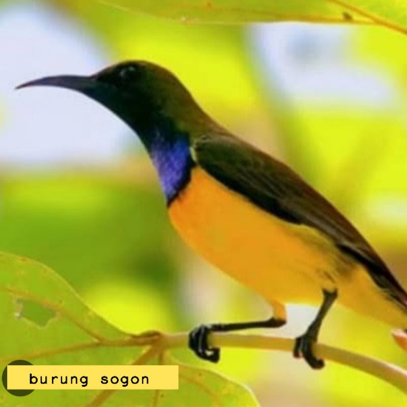 Burung sogon jantan bahan alam sogok ontong