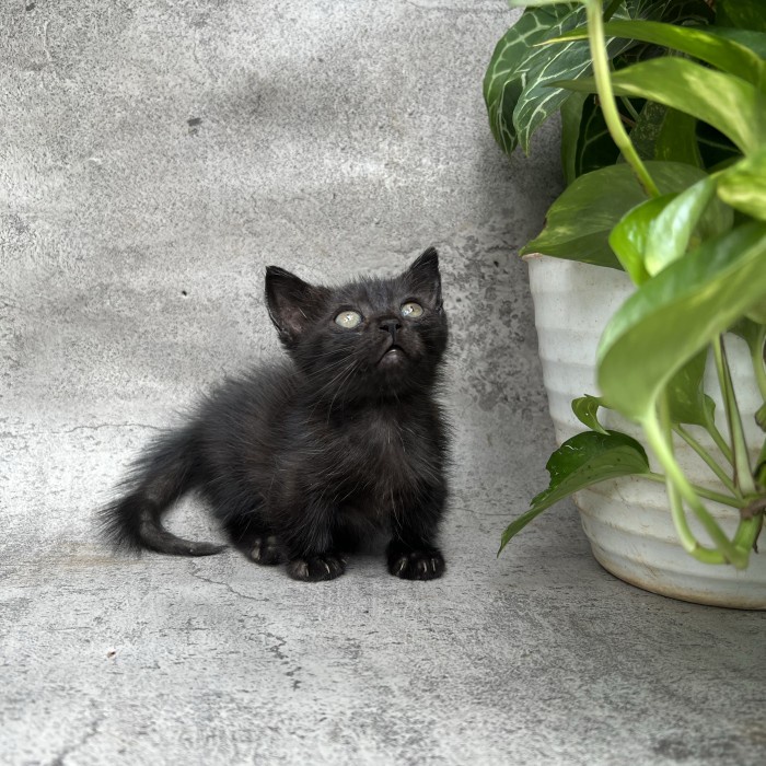 Terlaris Anak Kucing Munchkin Jantan