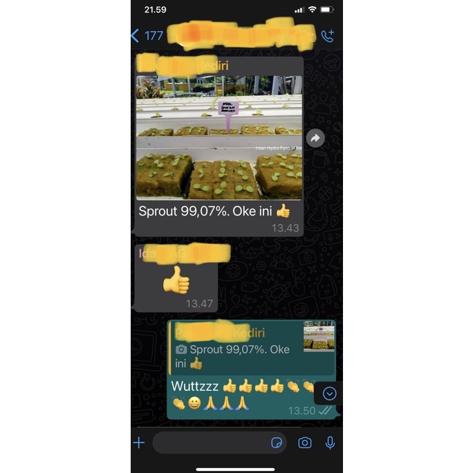 Benih / Biji / Bibit BEJO ANIZEL Selada Batavia - Kemasan 5 Gram