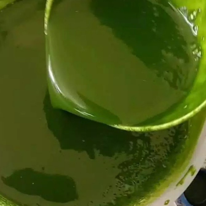 

Endapan Sari Pandan Wangi Alami Fresh Murni asli 100%