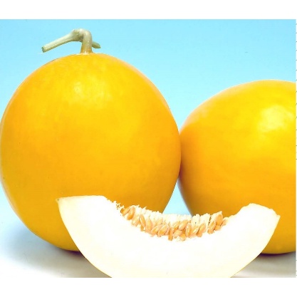 Benih Bibit Biji Melon Premium Golden Langkawi