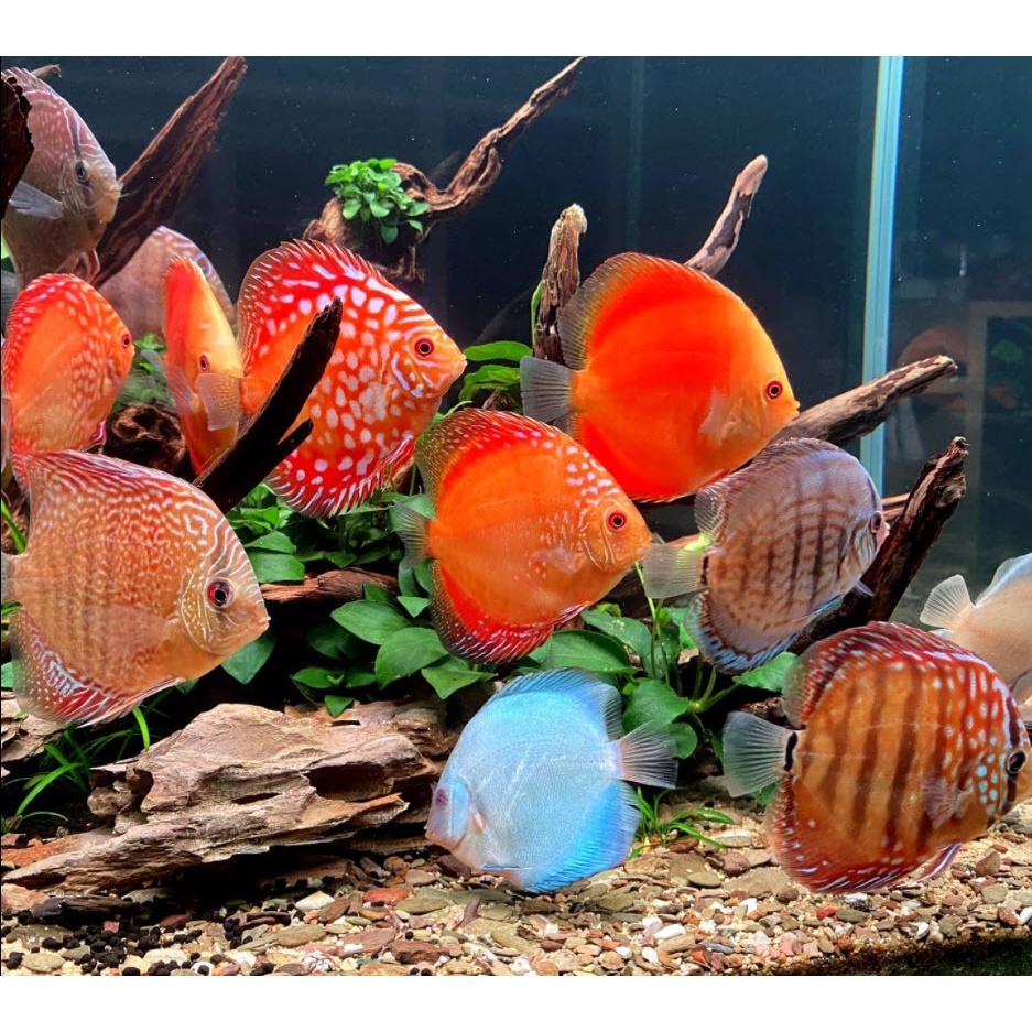 MORI DISCUS BITS Makanan Pakan Pelet Ikan Tropical Tetrabits Granule PREMIUM