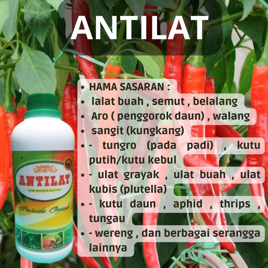 Antilat Obat insektisida racun pengusir hama lalat obat lalat buah pada tanaman sayuran dan buah