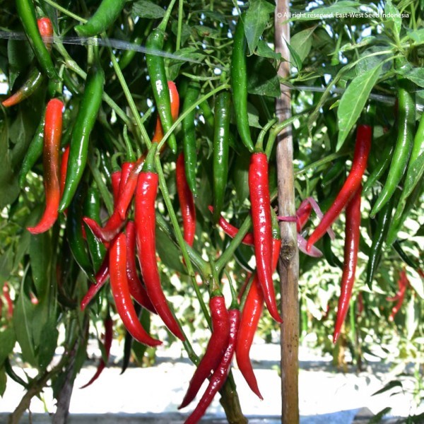 Benih Cabai Besar BAJA F1 1500 Biji - Bibit Cabe Cap Panah Merah