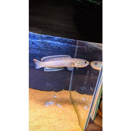 Limbata Cb size:7-9cm full pelet,mental flaring kaca