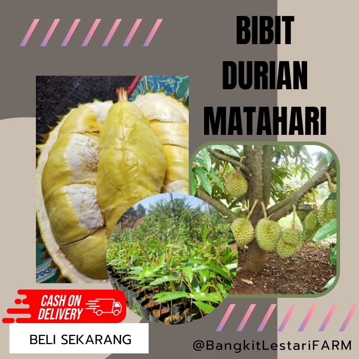Bibit Durian Matahari, Bibit Durian CEPAT BERBUAH