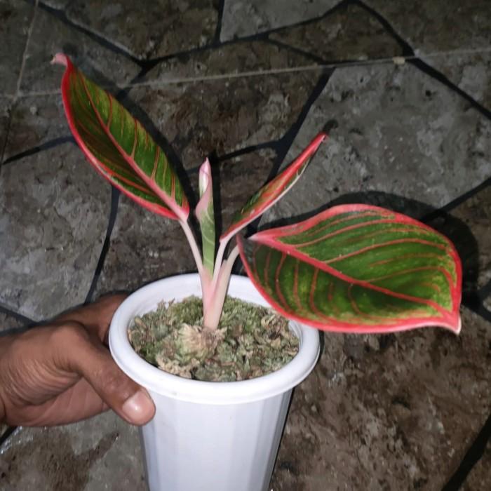 tanaman hias aglonema lipstik khanza realpict