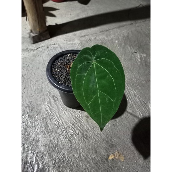 anthurium forgetii ori