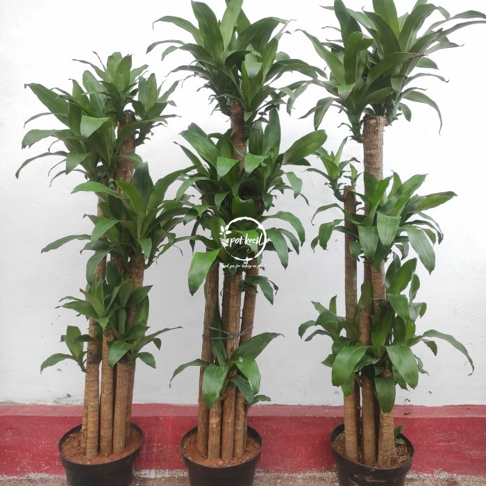 Terlaris Tanaman Dracaena Fragrans / Dracaena