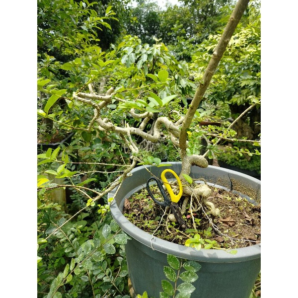 bonsai Sancang meliuk
