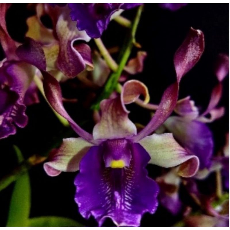 Dendrobium Remaja jumbo  Murah clone import Bangkok