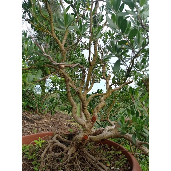 DIJUAL BONSAI KASTIGI SETIGI SANTIGI ON THE ROCK KARANG