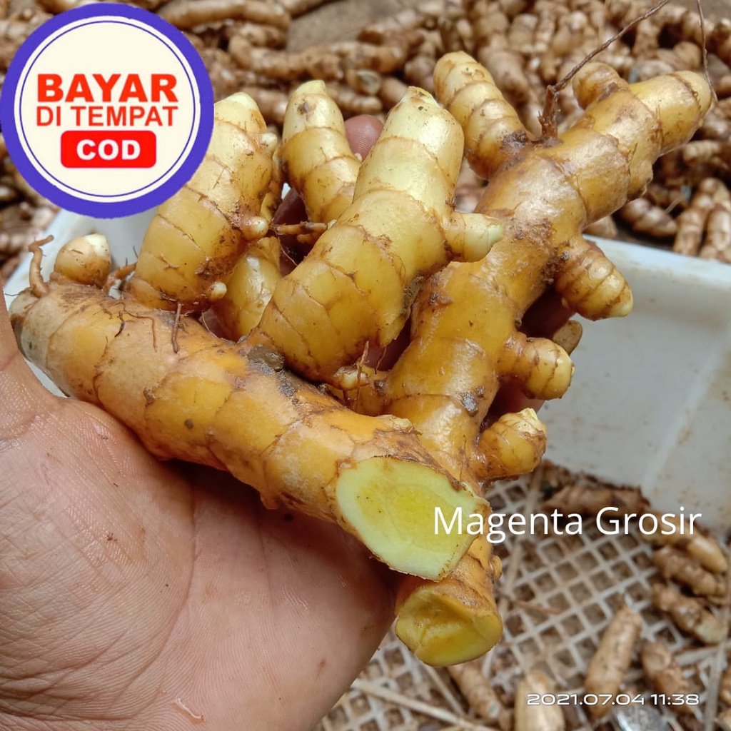 

1 KG TEMU MANGGA SEGAR/KUNYIT MANGGA