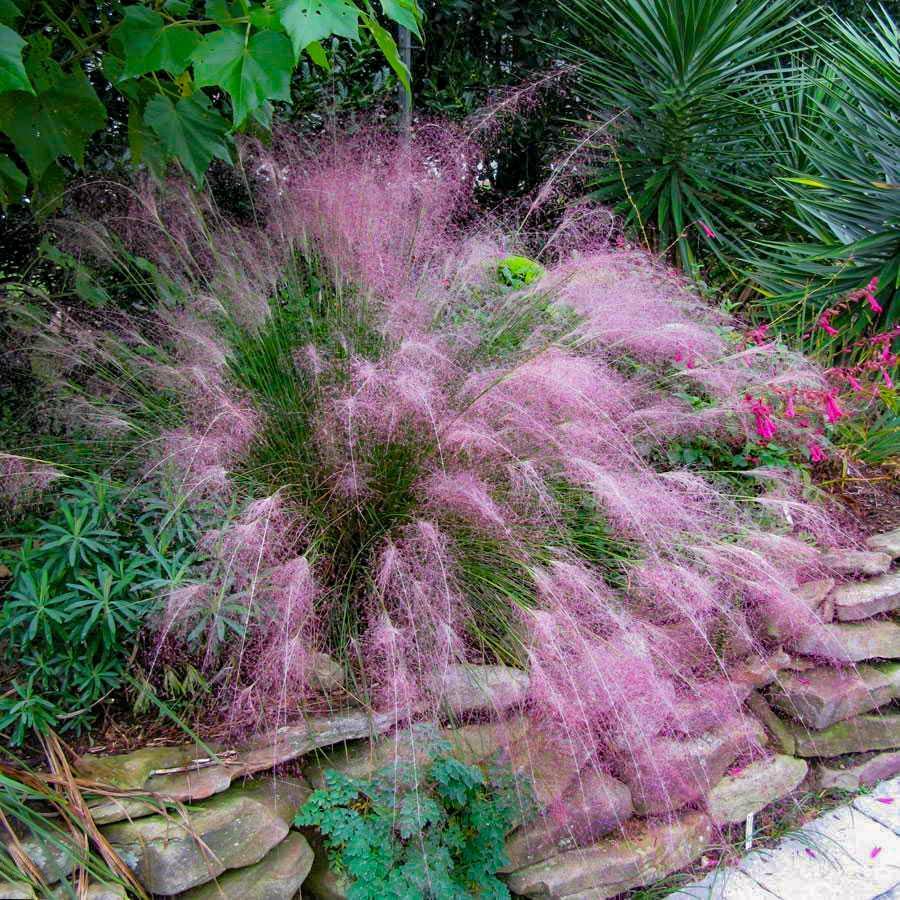 Benih Bibit Biji - Pink Muhly Grass / Korean Cotton Candy Grass / Rumput Pink (Muhlenbergia capillaris) Ornamental Plant Seeds - IMPORT