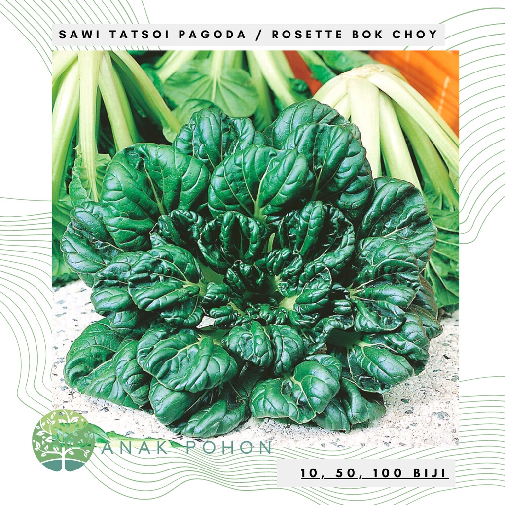 Benih Bibit Biji - Sawi Tatsoi Pagoda Sayur Ta Ke Cai (Rosette Bok Choy) Seeds - Panen Dalam 40 Hari