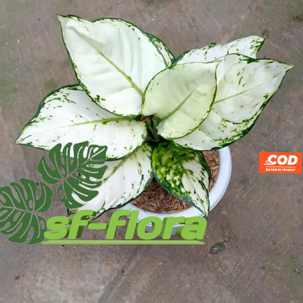 Aglonema Superwhite -Aglonema Super White Tisu Daun9-10-11++