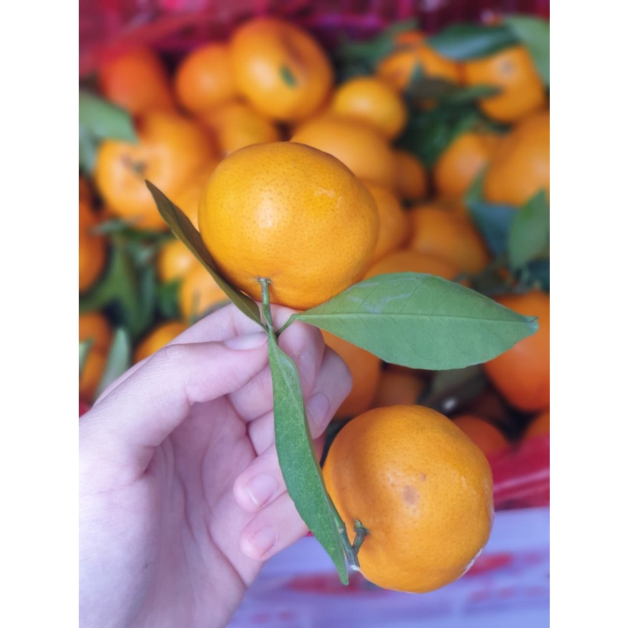 

Jeruk Santang Daun Jeruk Mandarin Seedless 1 Kg