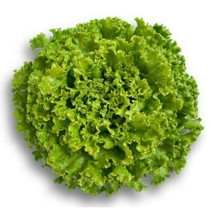 2500 seed - Benih Jonction RZ Batavia Lettuce Jonction Rijk Zwaan