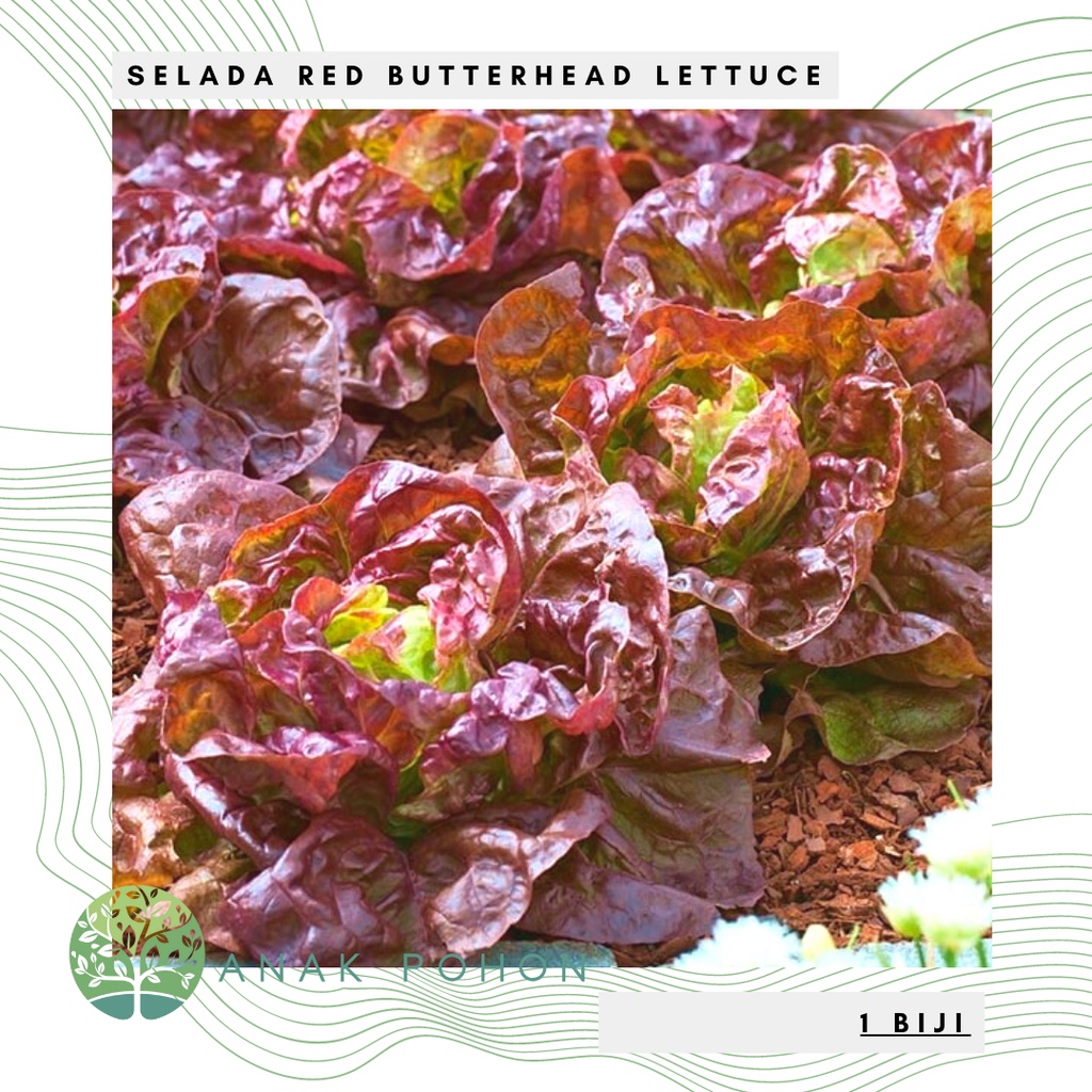 Benih Bibit Biji - Selada Red Butterhead Merah Lettuce Seeds - IMPORT