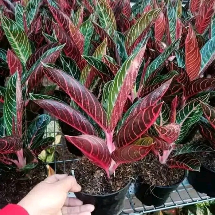 SALE aglonema red sumatra remaja daun besar 3_5 dau Termurah