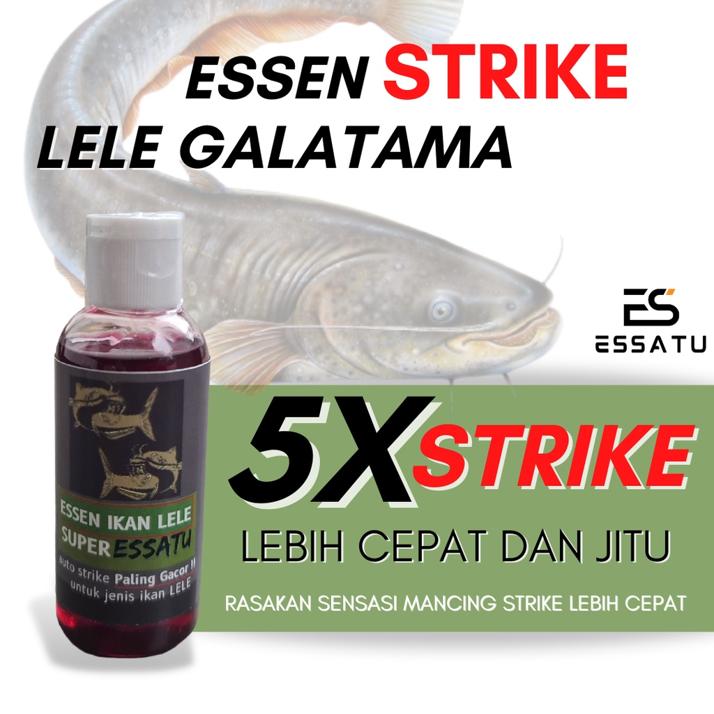 Essen Strike Ikan Lele Essatu Harian, Galatama dan Indukan