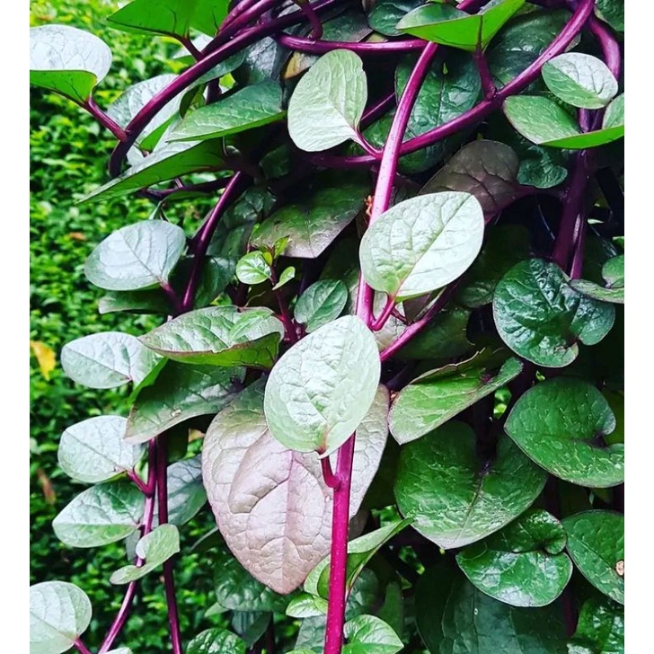 

⭐⭐⭐⭐⭐ binahong merah & hijau segar 1 kg