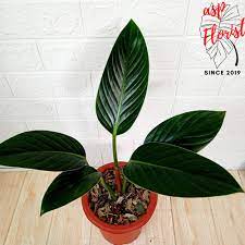 tanaman hias philodendron puqii