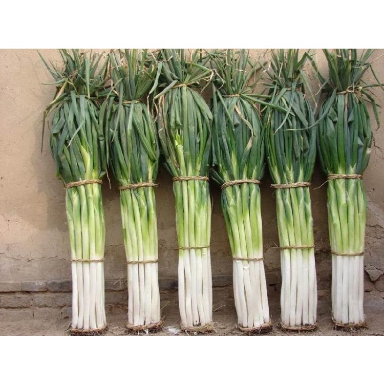 Benih Bibit Biji - Giant Chinese Welsh Green Onion Daun Bawang Raksasa Seeds - IMPORT