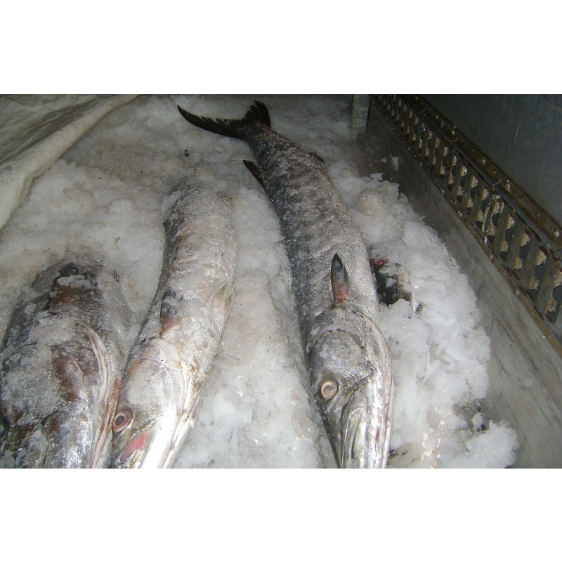 

Barakuda Frozen 1kg