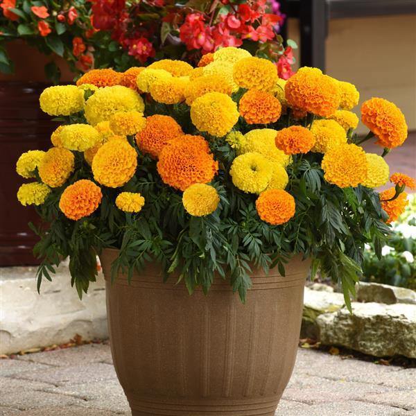 Benih Bibit Biji - Bunga African Marigold Mixed Colors Flower Seeds - IMPORT